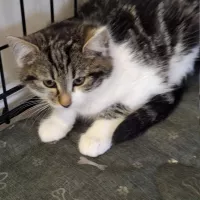 Drożdżówka 0939/25