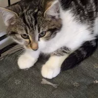 Drożdżówka 0939/25