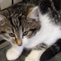 Drożdżówka 0939/25