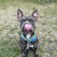 Bibi 0960/25