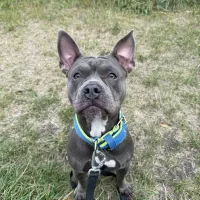 Bibi 0960/25