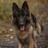 Gaja 0993/25