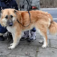 Słoneczko 0876/12/P