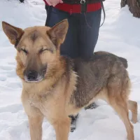 Zuko 1938/12/P
