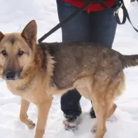 Zuko 1938/12/P
