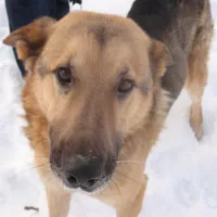 Zuko 1938/12/P