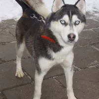 Akita 2882/12/P
