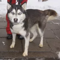 Akita 2882/12/P