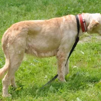 Greta 0571/13/P