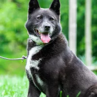 Inu 1350/22
