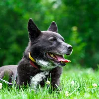 Inu 1350/22