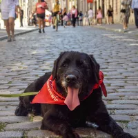 Fozzie 1352/24