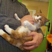 Garfield 0115/13/K