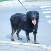 Tinka 1887/12/P