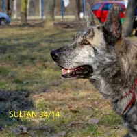 Sułtan 0034/14