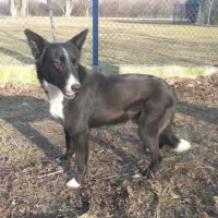 Milo 2415/13/P