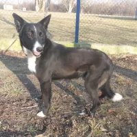Milo 2415/13/P