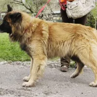 Bajkał 0695/13