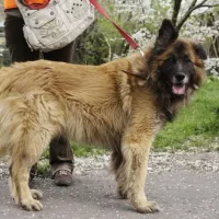 Bajkał 0695/13