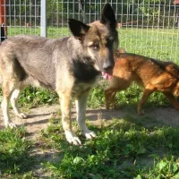 Delma 0535/14/P