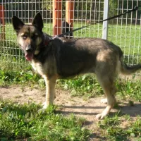 Delma 0535/14/P