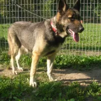 Delma 0535/14/P