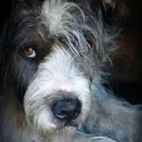 Muffin 1004/11