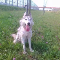 Zorza 1346/14