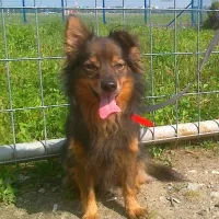Lolek 0497/14/P