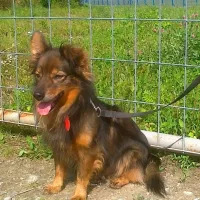 Lolek 0497/14/P