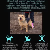 Tola 2949/11/P
