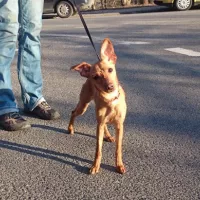 Bambi 0286/15