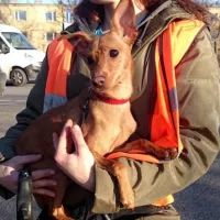 Bambi 0286/15
