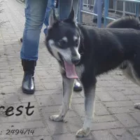 Forest 2494/14