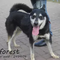 Forest 2494/14