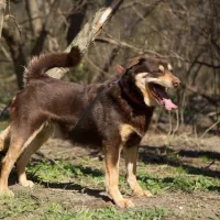 Maksio 0544/15