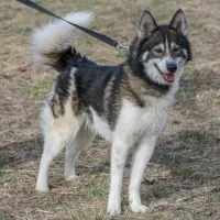 Jonas 0396/15