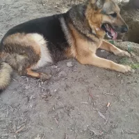 Nymeria 1250/14