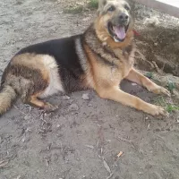 Nymeria 1250/14
