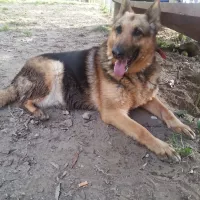 Nymeria 1250/14