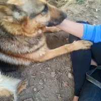 Nymeria 1250/14