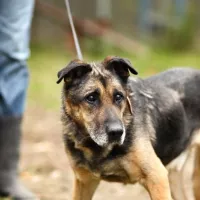 Astor 0119/13 Astor
