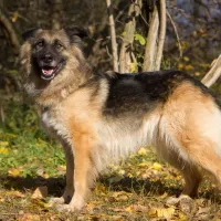 Suzi 2006/14