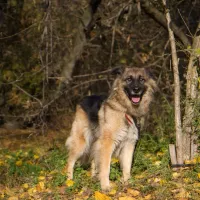 Suzi 2006/14