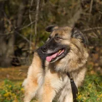 Suzi 2006/14
