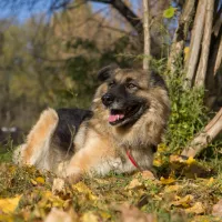 Suzi 2006/14