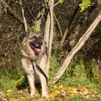 Suzi 2006/14