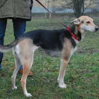 Maja 2208/15