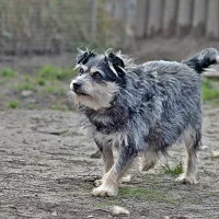Pędzelek 0771/15