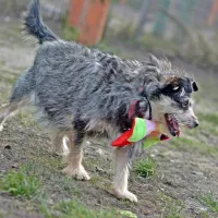 Pędzelek 0771/15
